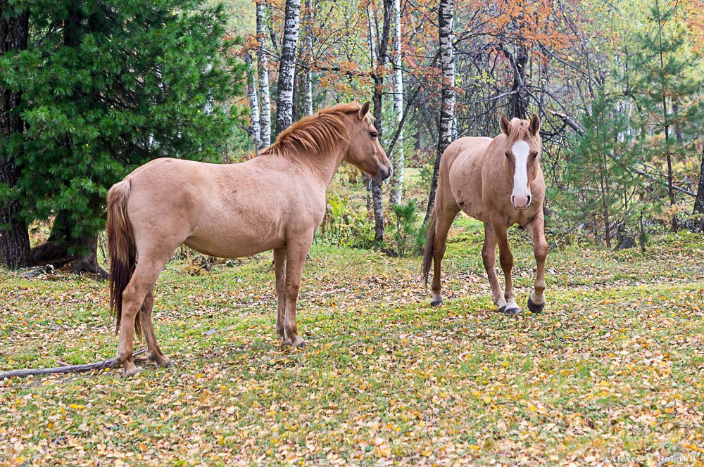 Осень и лошади