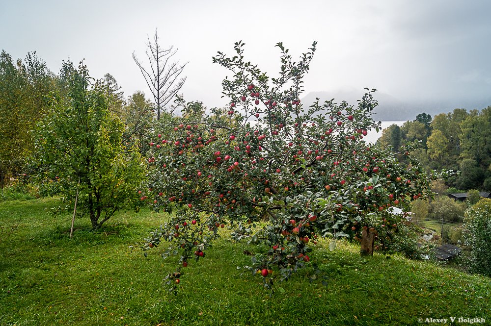 В поселке Яйлю созревают очень вкусные яблочки